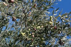 124033111_3493823097371822_3394716716592133742_o